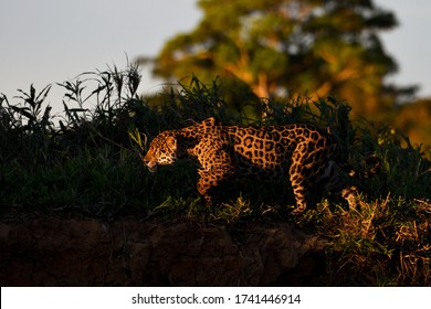 Jaguar Hunting At Sunset, Pantanal, Brazil