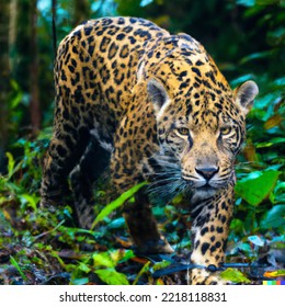 Jaguar Hunting In The Wild