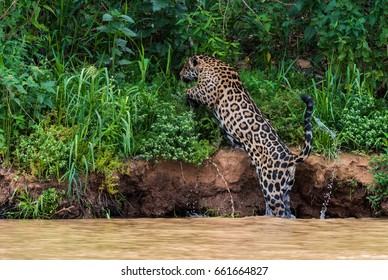 Jaguar Jumping Out Of River On To River Bank