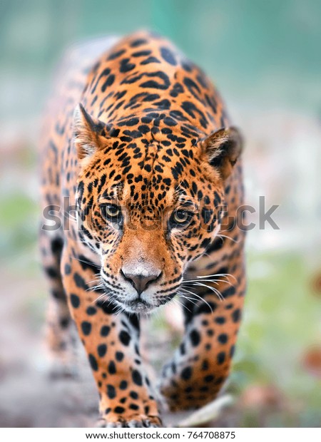 Jaguar Jungle Stock Photo (Edit Now) 764708875