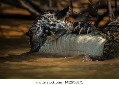 Jaguar Killing Caiman In Water