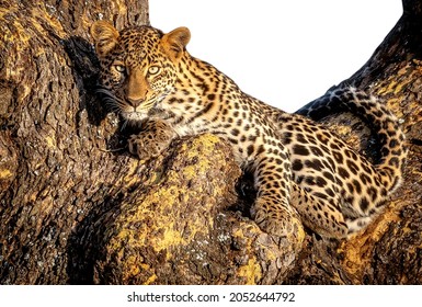 Jaguar Leopard Isolate Animal Panther Angry White Head Face Stalking Eye Wild Jaguar Cat Isolated On White Running Toward The Camera With His Ferocious Look Pointing The Photographer Jaguar Leopard Is