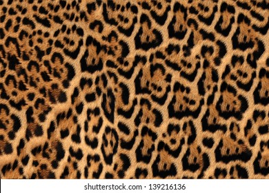 Jaguar, leopard and ocelot skin texture