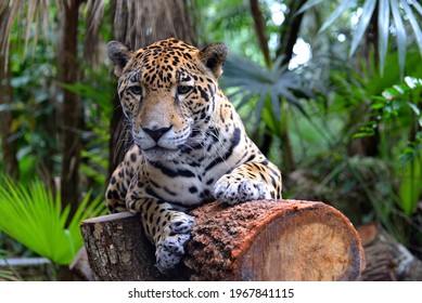 Jaguar Lying On A Tree Trunk, Belize Zoo 