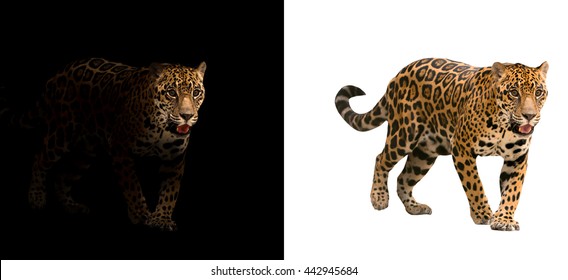 Jaguar On Black Background And Jaguar On White Background