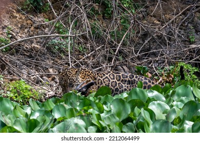 Jaguar On The Cuiaba River With A Caiman