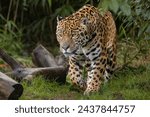 Jaguar on patrol, on the hunt for food