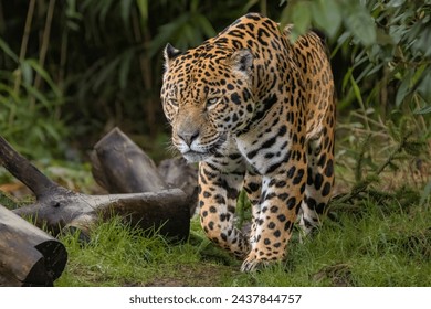 Jaguar on patrol, on the hunt for food