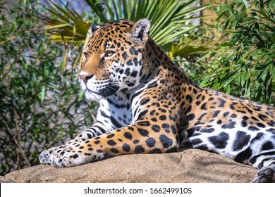 Jaguar On The Rocks As Zoological Specimen . 