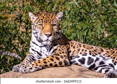 Jaguar On The Rocks As Zoological Specimen . 