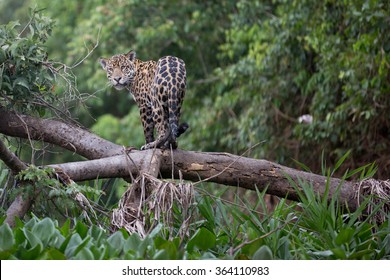 Jaguar In The Pantanal