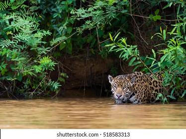 Jaguar Pantanal Brazil