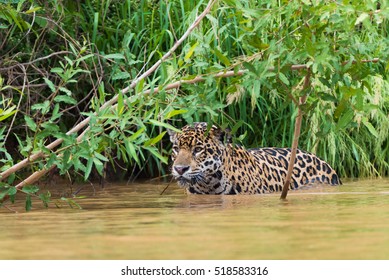 Jaguar Pantanal Brazil