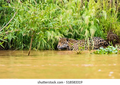 Jaguar Pantanal Brazil