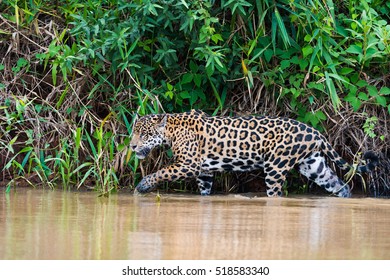 Jaguar Pantanal Brazil