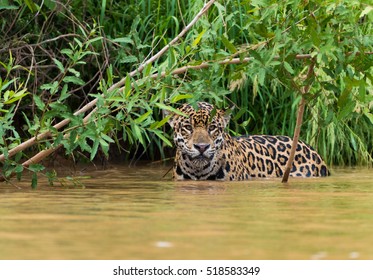 Jaguar Pantanal Brazil