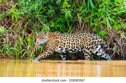 Jaguar Pantanal Brazil