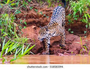 Jaguar Pantanal Brazil