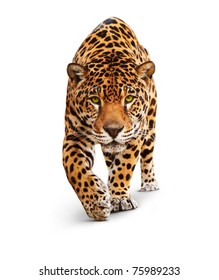 Jaguar, Panther, Front View, Isolated On White, Shadow. The Same Over Black - Image Id: 89436664