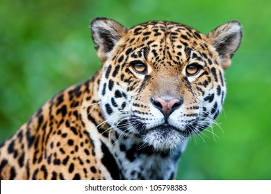 Jaguar - Panthera Onca