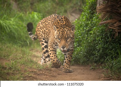 Jaguar (Panthera Onca)