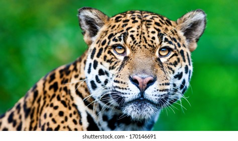 14,366 Jaguar animal Stock Photos, Images & Photography | Shutterstock