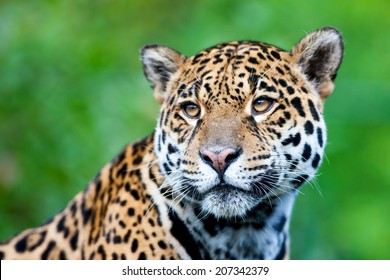 Jaguar - Panthera Onca