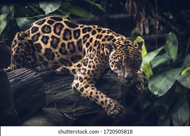 Jaguar, Panthera Onca. beautiful rosettes that serve as camouflage when hunting.