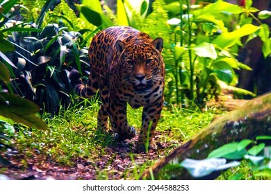 Jaguar (Panthera Onca) In The Colombian Jungle