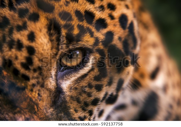 Jaguar\
(Panthera onca) eyes, in captivity, at a wild cats rehab center,\
photographed in Goiais, Brazil. Cerrado\
Biome.