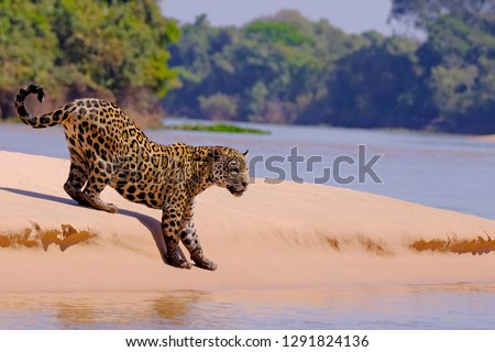 Jaguar, Panthera Onca, Female, Cuiaba River, Porto Jofre, Pantanal Matogrossense, Mato Grosso do Sul, Brazil South America