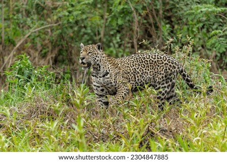Jaguar (Panthera onca) hunting at the water edge in the Northern Pantanal in Mata Grosso in Brazil