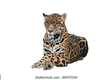 Jaguar ( Panthera Onca ) Isolated On White Background