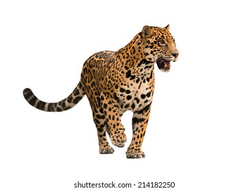 Jaguar ( Panthera Onca ) Isolated On White Backgrond