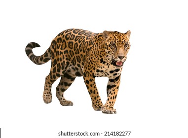 Jaguar ( Panthera Onca ) Isolated On White Backgrond