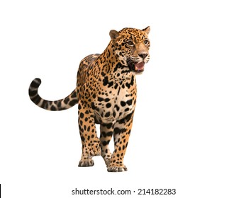 Jaguar ( Panthera Onca ) Isolated On White Backgrond