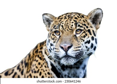 Jaguar - Panthera Onca, Isolated On White