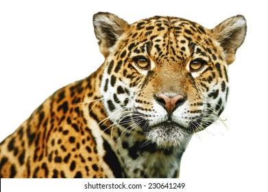 Jaguar - Panthera Onca, Isolated On White