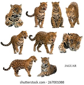 Jaguar ( Panthera Onca ) Isolated On White Background