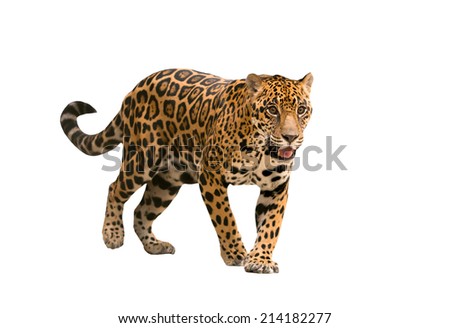 jaguar ( panthera onca ) isolated on white backgrond