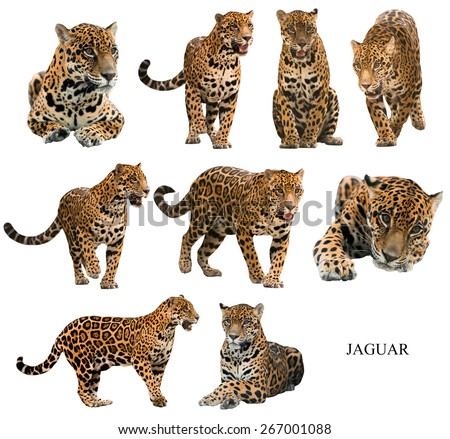 jaguar ( panthera onca ) isolated on white background