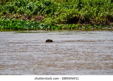 560 Jaguar swimming Images, Stock Photos & Vectors | Shutterstock