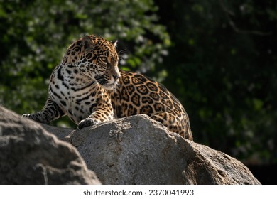 Jaguar - Panthera onca, portrait of beautiful large cat from South American forests, Amazon basin, Brazil.