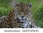 Jaguar (Panthera onca) with radio collar lies attentively in the grass grass, Conservation Land Trust breeding station, Iberá Project, Esteros del Iberá, San Alonso Island, Corrientes Province, Arge