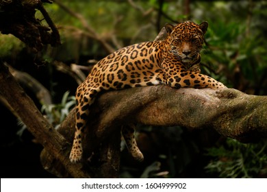 A Jaguar (Panthera Onca) Rests On A Tree