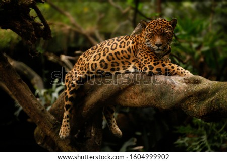 a jaguar (Panthera onca) rests on a tree