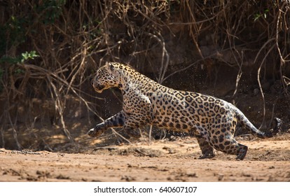 A Jaguar, Panthera Onca, Running On The Shore Of The Cuiaba River, Brazil.