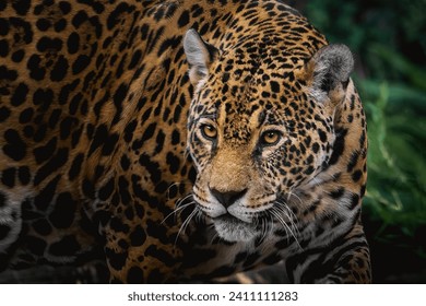 Jaguar (Panthera onca) - Spotted Big Cat