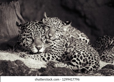 Jaguar (Panthera Onca) Wild Cat Animal Photos