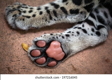 Jaguar Paw.